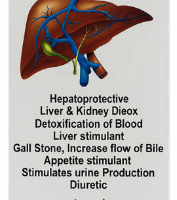 Similia Liv-O Syrup – Homeopathic Liver Detox and Gallstone Remedy