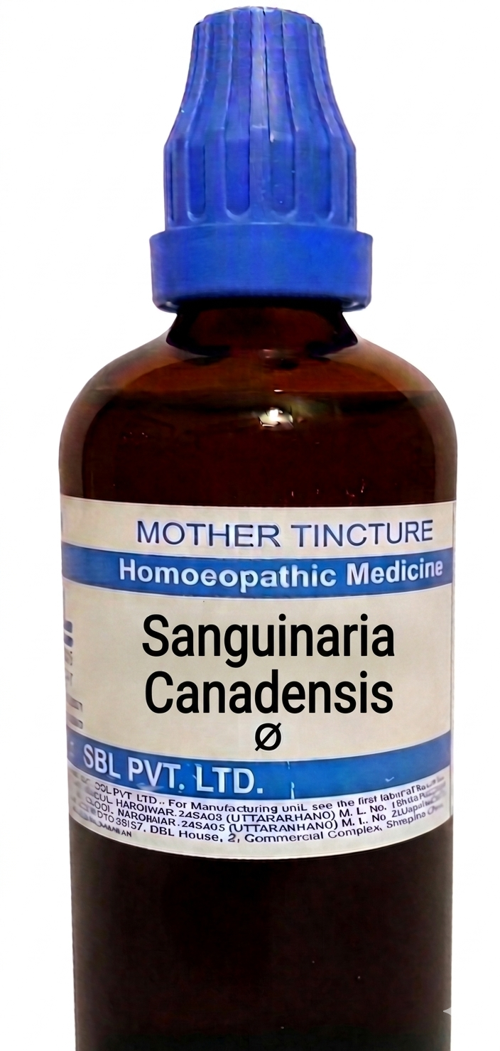 SBL Sanguinaria Canadensis Q 100 ml for headache and sinus support