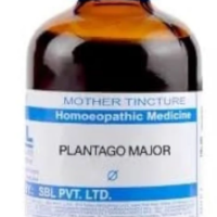 SBL Plantago Major Q 100ml Homeopathic Mother Tincture