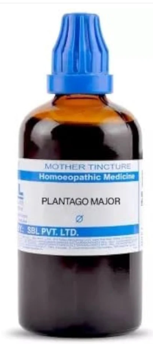 SBL Plantago Major Q 100ml Homeopathic Mother Tincture