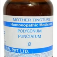 SBL Polygonum Punctatum Q 100ml homeopathic mother tincture for urinary health and female wellness