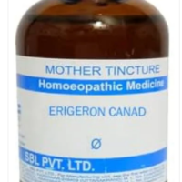 SBL Erigeron Canadense Q - 100ml homeopathic mother tincture for menstrual, urinary and bleeding-related wellness